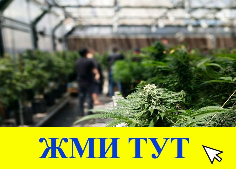 Купить наркотики в Уржуме